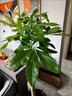元族【2小時(shí)達】發(fā)財樹(shù)大型盆栽綠植花卉室內客廳辦公室開(kāi)業(yè)喬遷送禮 【財源滾滾】單顆發(fā)財樹(shù)（花盆隨機） 曬單實(shí)拍圖
