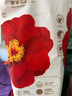 宜嬰弱酸紅山茶花3XL60片+2片拉拉褲小內(nèi)褲【品牌直供 安心品質(zhì)】 曬單實(shí)拍圖