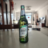 青島啤酒（TsingTao）純生 8度 500ml玻璃瓶 青島純生 純生500ml*12瓶 曬單實(shí)拍圖
