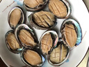 新鮮小鮑魚(yú)鮑魚(yú)鮮活冷凍中小鮑魚(yú)鮮活急速冷凍鮑魚(yú)食材 50只鮑魚(yú)【5-10g左右/個(gè)】 曬單實(shí)拍圖