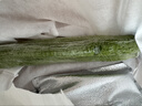 碧水長(zhǎng)絲瓜約700g 曬單實(shí)拍圖