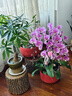 仙植緣【2小時(shí)達】蝴蝶蘭花卉盆栽開(kāi)業(yè)喬遷中秋送禮物同城配送 6支|安娜椒蝴蝶蘭|紅盆 可提前拍照 送貨上門(mén) 曬單實(shí)拍圖