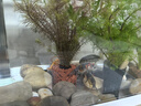 精品大型蘭壽金魚(yú)冷水觀賞魚(yú)苗熱帶淡水魚(yú)活體藍(lán)瘦大號(hào) 4-7cm蘭壽顏色隨機(jī)5條 曬單實(shí)拍圖