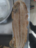 去皮龍利魚(yú)干500g海魚(yú)咸魚(yú)踏板魚(yú)毛舌頭魚(yú)干海鮮干貨 1000.0g 約30條左右 無(wú)干燥劑增重 曬單實(shí)拍圖