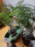 格調生活文竹盆栽室內綠植花卉盆景四季常綠植物云竹客廳辦公桌擺盆景 買(mǎi)一送一、發(fā)2盆文竹舍得方形盆 曬單實(shí)拍圖