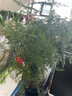 幼薇文竹盆栽植物室內(nèi)綠化四季迷你辦公室綠植擺件桌面好養(yǎng)創(chuàng)意小盆景 文竹+舍得小紫砂盆+圓形底盤 帶盆栽好 曬單實(shí)拍圖
