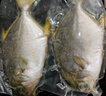翔泰 海南金鯧魚(yú)凈重900g 2條裝  魚(yú)類(lèi)生鮮 火鍋食材 海鮮水產(chǎn) 中秋 曬單實(shí)拍圖