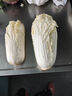 云南高原娃娃菜新鮮蔬菜生鮮乾隆白菜早餐火鍋必備產(chǎn)地直發(fā) 淺黃色 新鮮娃娃菜3顆裝*2包 曬單實(shí)拍圖