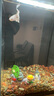 畫(huà)法幾何魚(yú)缸過(guò)濾材料 小米魚(yú)缸濾芯二代桌面魚(yú)缸專(zhuān)用生化過(guò)濾棉細菌屋 【米家桌面魚(yú)缸專(zhuān)用】過(guò)濾倉+生化棉+細菌屋 曬單實(shí)拍圖