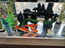 涵瑤伊笑魚(yú)缸造景假山魚(yú)缸裝飾造景石水草擺件小型魚(yú)缸水族箱假山植物 中號雙亭+小水草兩棵 曬單實(shí)拍圖