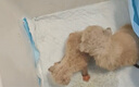 添賜力（NurseMate）寵物貓咪幼犬牛初乳營(yíng)養(yǎng)膏30ml增強(qiáng)膏貓狗通用 曬單實(shí)拍圖