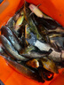 小鳳仙納米魚漂套裝高靈敏加粗醒目野釣浮漂L-NA三支加粗尾淺水套裝 曬單實拍圖