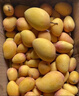 正宗小臺(tái)農(nóng)芒果新鮮水果10斤小芒果鮮果整箱應(yīng)季當(dāng)季海南熱帶水果 【中果裝】高性價(jià)比 小臺(tái)芒3斤凈 曬單實(shí)拍圖