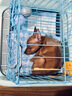 伊寵純種小鹿犬幼犬棕色鐵包金迷你小鹿犬小型犬不掉毛家養(yǎng)寵物狗活體 寵物級 A級 公 曬單實拍圖