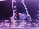 泰國斗魚(yú)母魚(yú)七彩婚紗尾觀(guān)賞魚(yú)桌面小寵物小型熱帶淡水魚(yú)好養包郵 精品熒光半月公/SS級大尾 曬單實(shí)拍圖