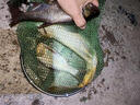 鮮丹無(wú)需皮筋掛鉤即釣餌料主攻鯽鯉草鳊專(zhuān)避雜魚(yú)野釣抖釣專(zhuān)用 強力吸引-鮮丹紅蟲(chóng)顆 【鮮丹2瓶】限時(shí)特惠 曬單實(shí)拍圖
