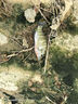 驚浪短節魚(yú)竿2.7m碳素輕硬溪流竿小物竿28調釣魚(yú)竿手竿兒童魚(yú)竿鯽魚(yú)桿 曬單實(shí)拍圖
