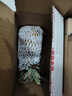 佳農(nóng)鳳梨水果新鮮2個果削皮即食sw菲律賓進口鳳梨新鮮水果順豐 【中大果】單顆約1050g*2顆 曬單實拍圖