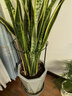 九千谷 植物支撐架支撐支架園藝花架陽臺爬藤護葉半圓30*50CM 2對裝6416 曬單實拍圖