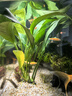 【京東物流】水草套餐 好養(yǎng)耐活真水草植物綠菊大葉綠九冠魚缸 三頭丹麥榕沉木 曬單實拍圖