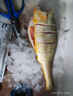 深海野游大黃魚(yú)1條(500-600g) 曬單實(shí)拍圖