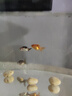 金魚（Jinyu）【精品高質(zhì)】蘭壽金魚淡水錦鯉觀賞魚國粹耐活好養(yǎng) 蘭壽+泰獅各2條4-5CM 曬單實(shí)拍圖