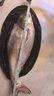 夢(mèng)達釣魚(yú)王特霧鰱二代浮釣鰱鳙餌料特務(wù)手竿野釣專(zhuān)用鰱魚(yú)花白鰱大物 特霧鰱精制版1包 曬單實(shí)拍圖