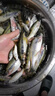 盧道盧氏太白鯽魚(yú)竿超輕超細超硬魚(yú)竿手竿臺釣竿碳素極細2819調溪流微太白鯽28調5.4米+備用竿稍 曬單實(shí)拍圖