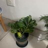 沙漠玫瑰盆栽重瓣花卉庭院植物耐旱室內(nèi)四季陽臺盆景懶人好養(yǎng)綠植 沙漠玫瑰【紅富貴】3年老樁+加侖盆 曬單實拍圖