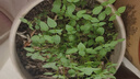 信研河南大葉荊芥種子春播味濃耐熱抗病農家庭院陽(yáng)臺盆栽菜園蔬菜種子 【大葉荊芥種子 10g】約5000粒 曬單實(shí)拍圖