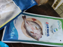 仙泉湖三去白蕉海鱸魚1斤/條凈膛冷凍刺少肉厚珠海特產500g生鮮食材 曬單實拍圖