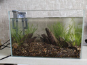 金晶超白魚(yú)缸客廳桌面小魚(yú)缸玻璃草缸龜缸懶人家用生態(tài)造景水族箱 長(cháng)35CM寬21CM高23CM（厚度5MM） 金晶超白魚(yú)缸裸缸 曬單實(shí)拍圖