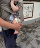 BabyBjorn瑞典品牌進口透氣嬰幼兒背帶抱娃神器Harmony背帶0-3歲 灰褐色 曬單實拍圖