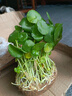 鑫干和銅錢草水培盆栽室內(nèi)室外花卉金錢草綠植吸綠植花草植物 銅錢草【一盆不含盆約300株】帶葉 曬單實(shí)拍圖