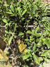 史丹利（STANLEY）羊糞發(fā)酵有機肥生物純羊糞有機肥料蔬菜專(zhuān)用花肥料花卉通用5斤 曬單實(shí)拍圖