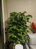幸福樹客廳盆栽大型老樁綠植物辦公室內(nèi)平安樹盆景植物四季好養(yǎng)祿 精品叢生幸福樹0.9-1.1m[菱形樹脂盆] 曬單實拍圖