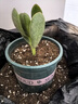 邇英閣大葉玉樹老樁盆栽多肉植物燕子掌室內(nèi)防輻射四季好養(yǎng)綠植凈 玉樹1年小苗一棵5-10CM不等 原土（不含盆）15-25CM不等 曬單實拍圖