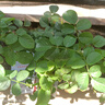 果汁陽臺月季花苗四季開花卉盆栽綠植物室內(nèi)花易活玫瑰帶花苞庭院 果汁陽臺【大花濃香，月月開分枝多】 【帶花苞】【盆口徑15cm】原盆冠25高35 曬單實拍圖