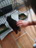 比克熊 苜蓿草1kg兔糧兔子草料烘干紫花幼兔牧草豚鼠磨牙飼料糧草毛重 曬單實(shí)拍圖