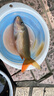 南北 幸運7土鯪魚(yú)餌專(zhuān)攻廣東鯪魚(yú)野釣統殺土凌麥鯪魚(yú)料小藥打窩魚(yú)餌料 土鯪6包（腥味3+奶香3） 曬單實(shí)拍圖