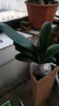四季君子蘭盆栽帶花苞老苗大小苗花卉植物室內(nèi)花綠好植養(yǎng)圓頭和尚 中國紅9-11片葉【當年開花】5年 苗 曬單實拍圖