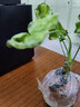竹芋類盆栽花卉好養(yǎng)耐熱粉公主植物自動吸水盆懶人綠植花卉 天竺葵冠幅約10CM高約10CM 原盆原土/盆徑7*7cm送肥料 曬單實拍圖