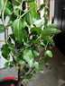 棗樹活苗沾化冬棗苗樹帶土球南方種植冰糖大棗樹苗當(dāng)年結(jié)果 【冰糖冬棗2棵裝】-精選6年苗（當(dāng)年結(jié)果） 81cm(含)-110cm(含) 曬單實(shí)拍圖