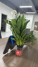 【熱銷款】白掌一帆風(fēng)順盆栽水培植物室內(nèi)花綠植紅掌發(fā)財樹吸甲醛 特級白掌10-12株帶花【基地原盆原土】 曬單實拍圖