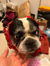 拉夫威爾ruffwear福朗特胸背狗狗胸背帶大小型犬拉布拉多背心式牽引背帶 峽谷紅 S 曬單實(shí)拍圖