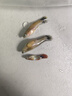 澤馭名寵孔雀魚純種觀賞魚小型淡水好養(yǎng)熱帶魚活體清道夫斑馬金魚繁殖魚苗 雜袍孔雀魚10條送5條備損 曬單實拍圖