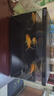 當貝智能生態(tài)魚(yú)缸1Ultra 一體缸自循環(huán)雙過(guò)濾AI托養懶人家用桌面魚(yú)缸 曬單實(shí)拍圖