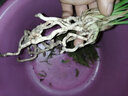劉閣蘭花蘭花苗 菊瓣余蝴蝶 冬帶濃香花苞出售室內花卉蘭花苗蘭草盆栽 2苗連體裸根 曬單實(shí)拍圖