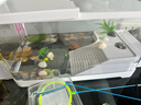 闊庭（KUOTING）烏龜缸桌面透明生態(tài)烏龜缸烏客廳水族箱白色 曬單實(shí)拍圖