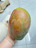京鮮生 攀枝花凱特芒果 凈重8.5斤 帶箱9斤 單果400g+ 生鮮水果源頭直發(fā) 曬單實(shí)拍圖